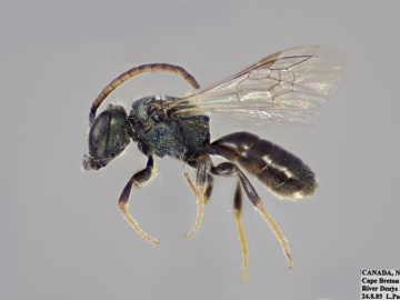 [Lasioglossum viridatum male thumbnail]